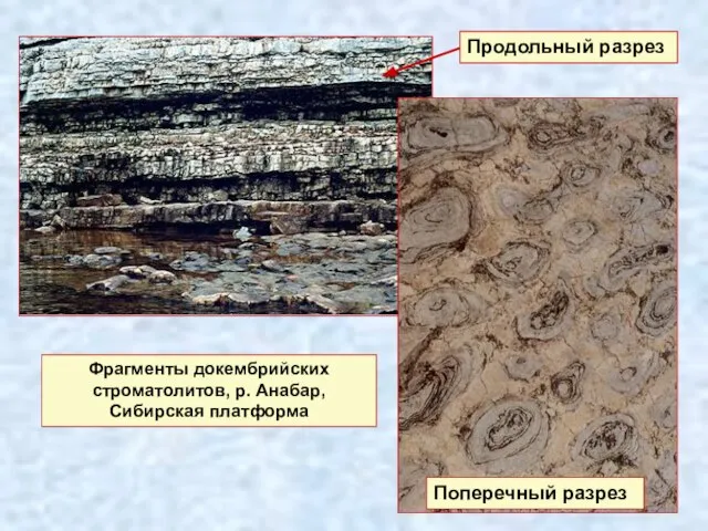 Фрагменты докембрийских строматолитов, р. Анабар, Сибирская платформа Продольный разрез Поперечный разрез