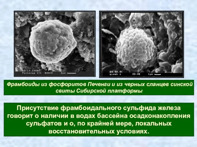 Присутствие фрамбоидального сульфида железа говорит о наличии в водах бассейна осадконакопления сульфатов