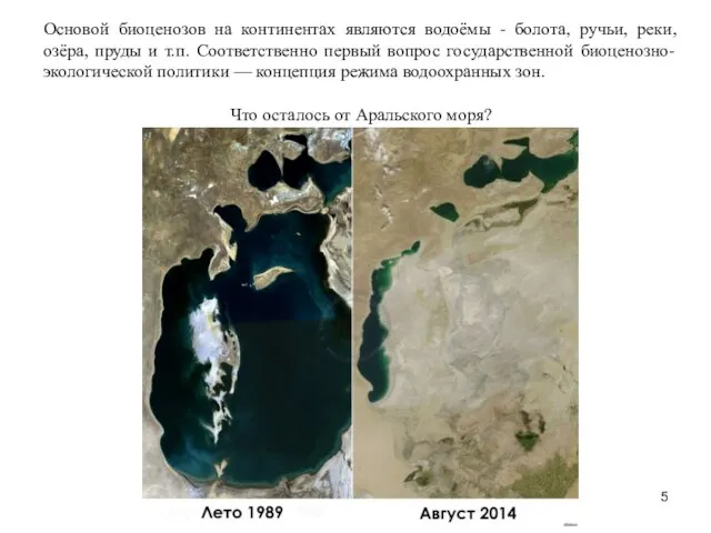 Основой биоценозов на континентах являются водоёмы - болота, ручьи, реки, озёра, пруды