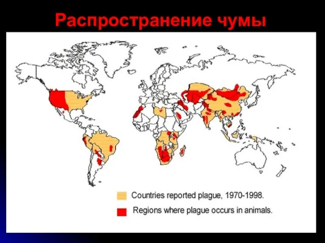 Распространение чумы