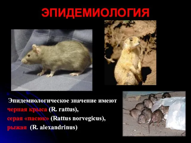 Эпидемиологическое значение имеют черная крыса (R. rattus), серая «пасюк» (Rattus norvegicus), рыжая (R. alexandrinus) ЭПИДЕМИОЛОГИЯ