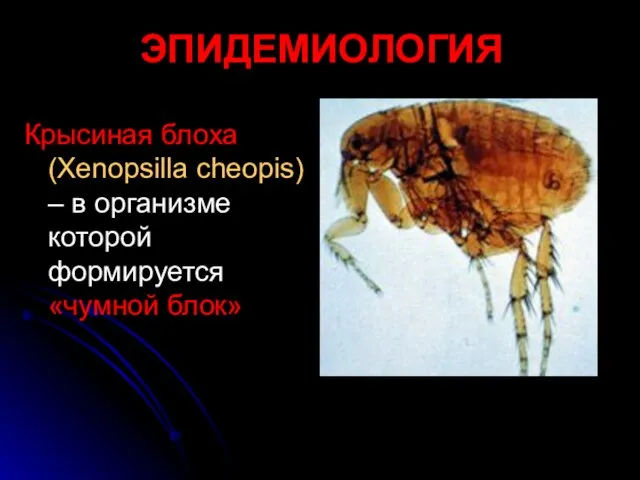 Крысиная блоха (Xenopsilla cheopis) – в организме которой формируется «чумной блок» ЭПИДЕМИОЛОГИЯ