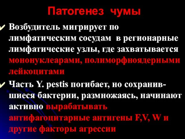 Патогенез чумы Возбудитель мигрирует по лимфатическим сосудам в регионарные лимфатические узлы, где