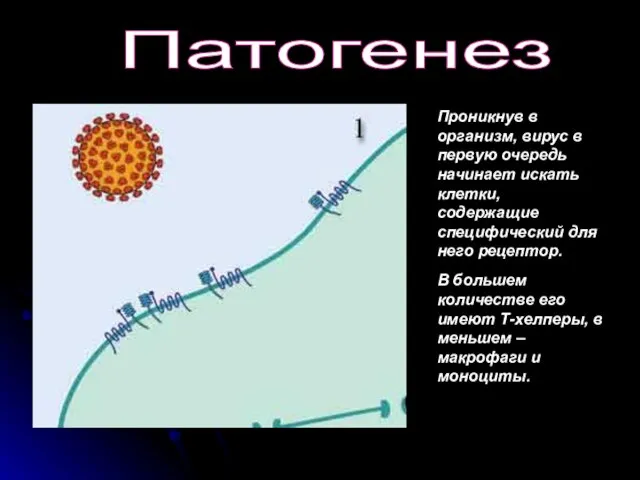 Проникнув в организм, вирус в первую очередь начинает искать клетки, содержащие специфический