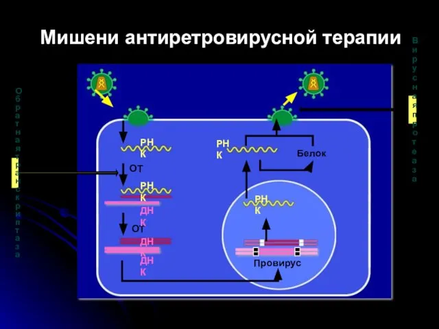 ОТ Провирус Белок РНК РНК ОТ РНК РНК ДНК ДНК ДНК Мишени