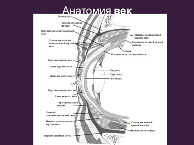 Анатомия век