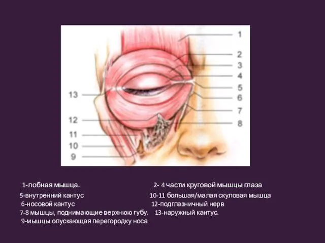 1-лобная мышца. 2- 4 части круговой мышцы глаза 5-внутренний кантус 10-11 большая/малая