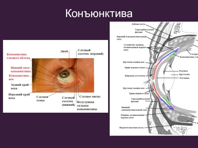 Конъюнктива