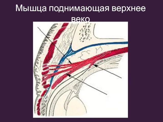 Мышца поднимающая верхнее веко