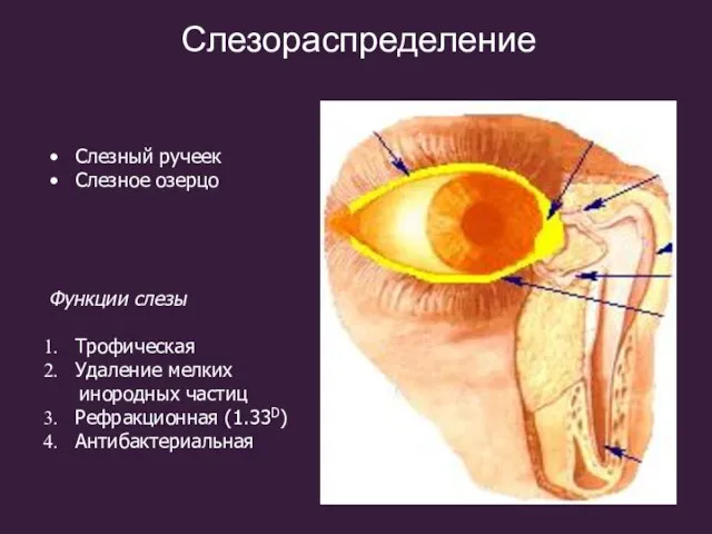 Слезораспределение Слезный ручеек Слезное озерцо Функции слезы Трофическая Удаление мелких инородных частиц Рефракционная (1.33D) Антибактериальная