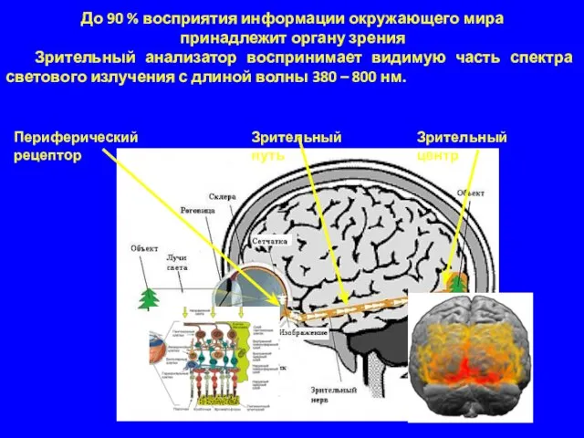 Зрительный анализатор воспринимает видимую часть спектра светового излучения с длиной волны 380