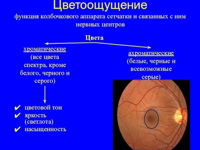 Цветоощущение функция колбочкового аппарата сетчатки и связанных с ним нервных центров цветовой