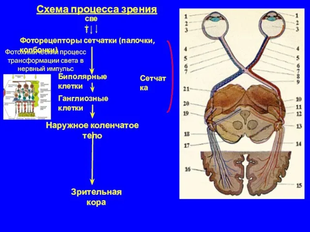 Схема процесса зрения свет Фоторецепторы сетчатки (палочки, колбочки) Фотохимический процесс трансформации света