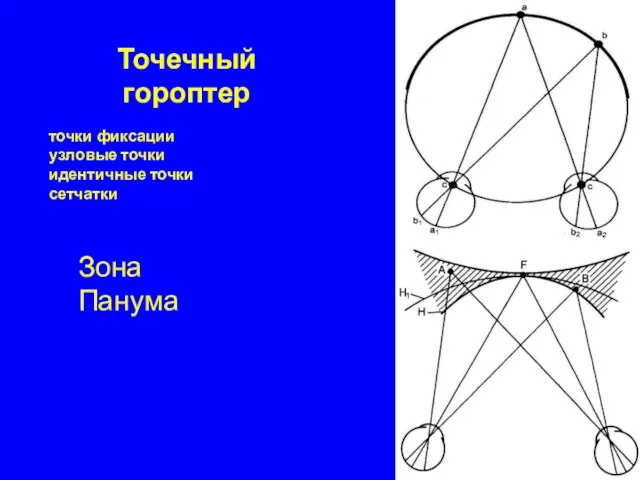 Точечный гороптер Зона Панума точки фиксации узловые точки идентичные точки сетчатки