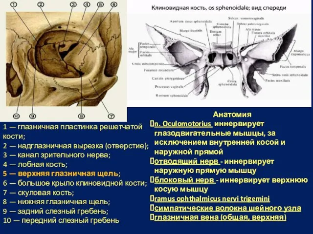 Анатомия n. Oculomotorius иннервирует глазодвигательные мышцы, за исключением внутренней косой и наружной