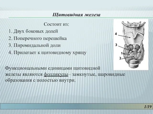 1/19 Щитовидная железа Состоит из: 1. Двух боковых долей 2. Поперечного перешейка