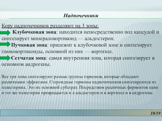 10/19 Надпочечники Кору надпочечников разделяют на 3 зоны: Клубочковая зона: находится непосредственно