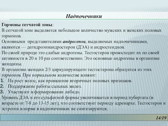 14/19 Надпочечники Гормоны сетчатой зоны: В сетчатой зоне выделяется небольшое количество мужских