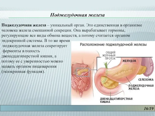 16/19 Поджелудочная железа Поджелудочная железа – уникальный орган. Это единственная в организме