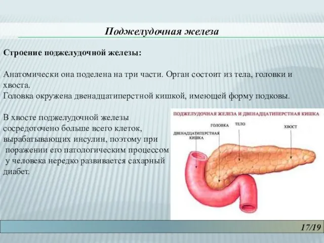 17/19 Поджелудочная железа Строение поджелудочной железы: Анатомически она поделена на три части.