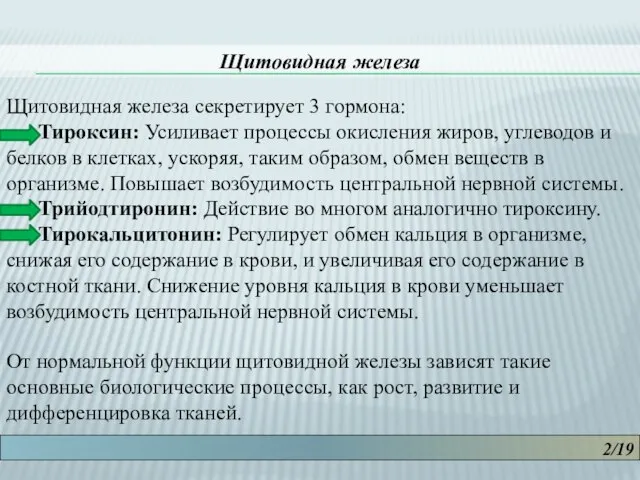 2/19 Щитовидная железа Щитовидная железа секретирует 3 гормона: Тироксин: Усиливает процессы окисления