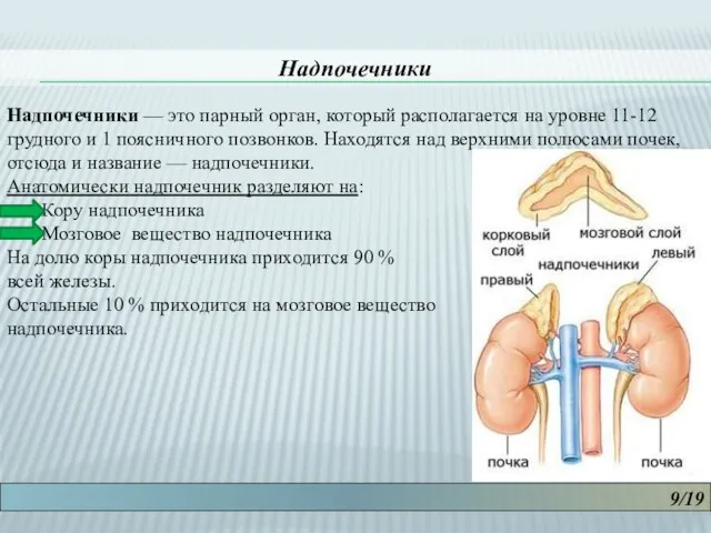 9/19 Надпочечники Надпочечники — это парный орган, который располагается на уровне 11-12