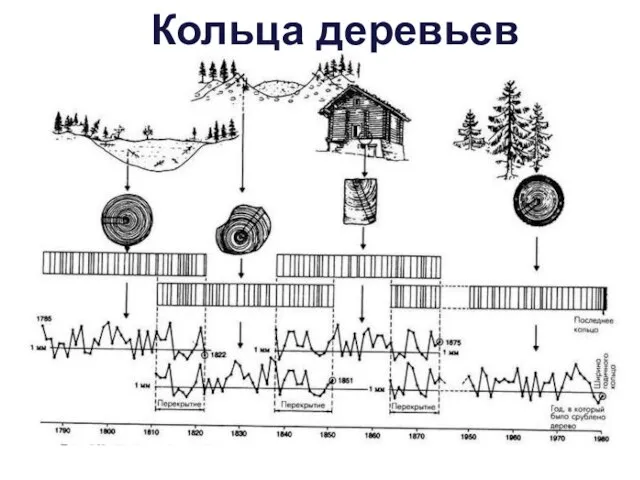 Кольца деревьев