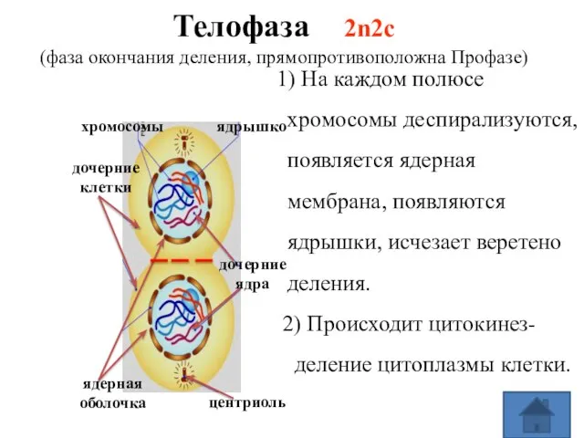 Телофаза 2n2c (фаза окончания деления, прямопротивоположна Профазе) дочерние клетки центриоль хромосомы 1)