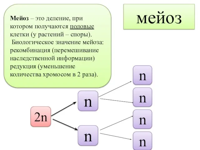 мейоз Мейоз – это деление, при котором получаются половые клетки (у растений