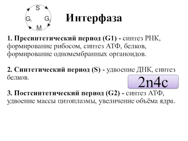 Интерфаза 1. Пресинтетический период (G1) - синтез РНК, формирование рибосом, синтез АТФ,