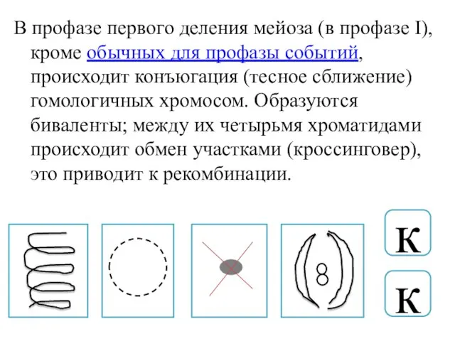 В профазе первого деления мейоза (в профазе I), кроме обычных для профазы