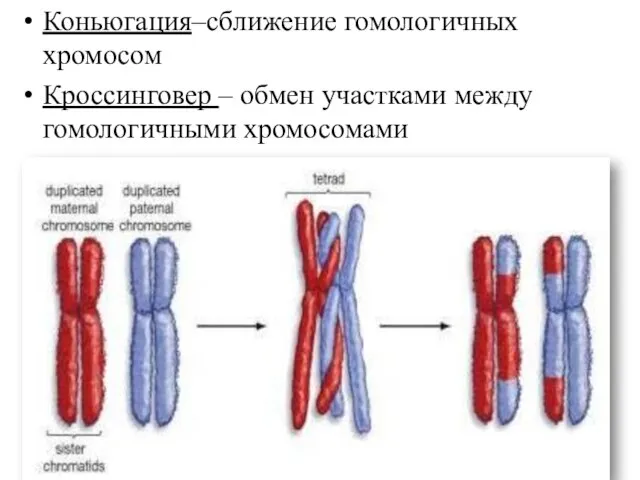 Коньюгация–сближение гомологичных хромосом Кроссинговер – обмен участками между гомологичными хромосомами