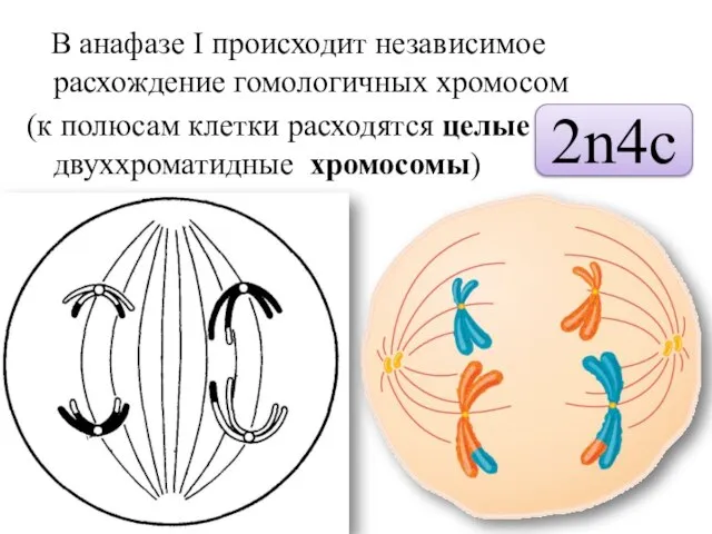 В анафазе I происходит независимое расхождение гомологичных хромосом (к полюсам клетки расходятся целые двуххроматидные хромосомы) 2n4c