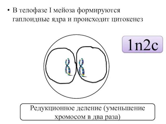 В телофазе I мейоза формируются гаплоидные ядра и происходит цитокенез 1n2c Редукционное