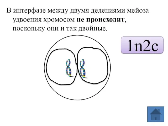 В интерфазе между двумя делениями мейоза удвоения хромосом не происходит, поскольку они и так двойные. 1n2c