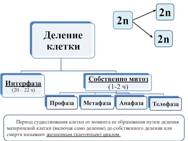 2n 2n 2n Период существования клетки от момента ее образования путем деления