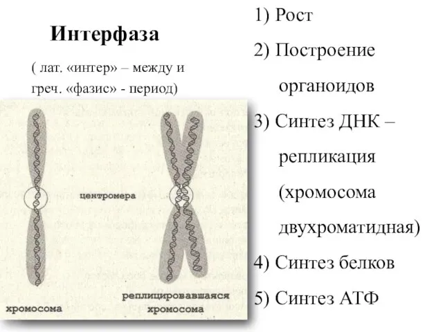 Интерфаза ( лат. «интер» – между и греч. «фазис» - период) 1)