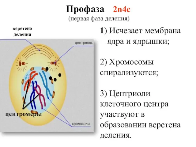 Профаза 2n4c (первая фаза деления) 1) Исчезает мембрана ядра и ядрышки; 2)