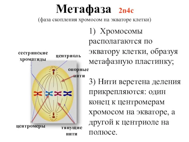 Метафаза 2n4c (фаза скопления хромосом на экваторе клетки) сестринские хроматиды центриоль центромеры