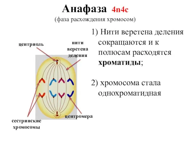 Анафаза 4n4c (фаза расхождения хромосом) центромера сестринские хромосомы центриоль нити веретена деления