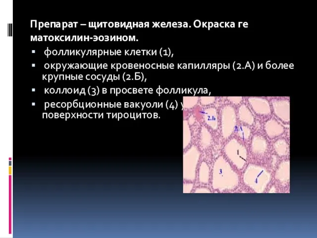 Препарат – щитовидная железа. Окраска ге матоксилин-эозином. фолликулярные клетки (1), окружающие кровеносные