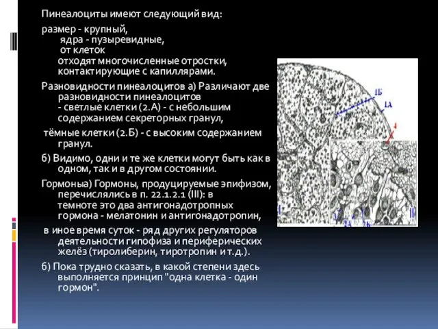 Пинеалоциты имеют следующий вид: размер - крупный, ядра - пузыревидные, от клеток