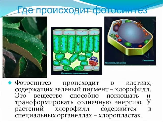 Где происходит фотосинтез Фотосинтез происходит в клетках, содержащих зелёный пигмент – хлорофилл.