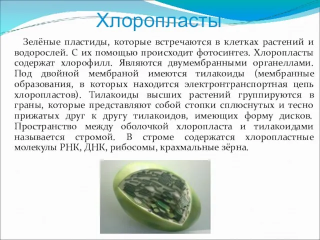 Хлоропласты Зелёные пластиды, которые встречаются в клетках растений и водорослей. С их