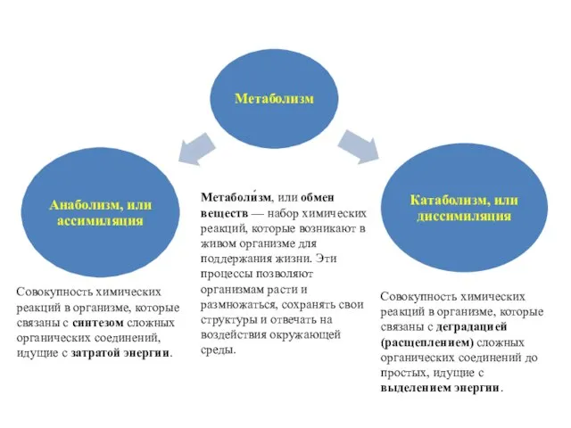 Метаболи́зм, или обмен веществ — набор химических реакций, которые возникают в живом