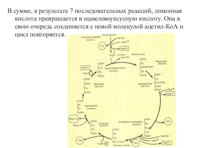 В сумме, в результате 7 последовательных реакций, лимонная кислота превращается в щавелевоуксусную