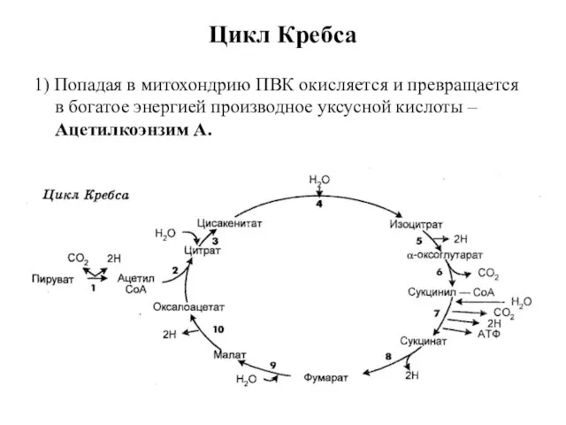 1) Попадая в митохондрию ПВК окисляется и превращается в богатое энергией производное