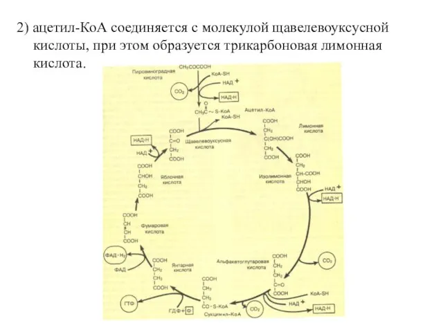 2) ацетил-КоА соединяется с молекулой щавелевоуксусной кислоты, при этом образуется трикарбоновая лимонная кислота.