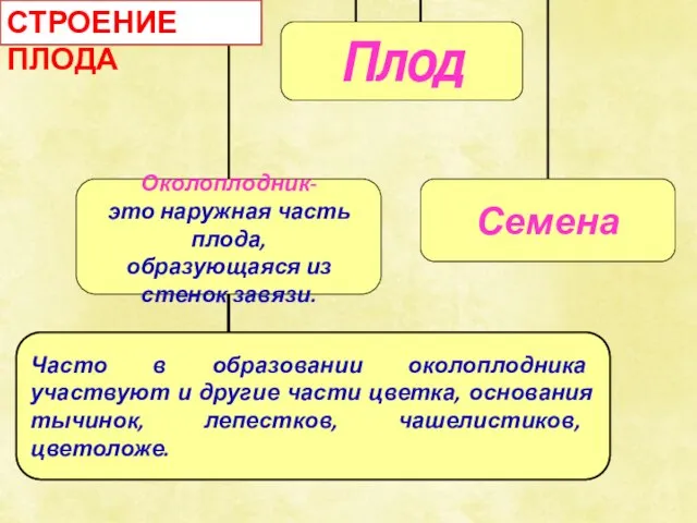 СТРОЕНИЕ ПЛОДА Часто в образовании околоплодника участвуют и другие части цветка, основания тычинок, лепестков, чашелистиков, цветоложе.