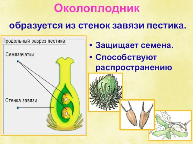 Околоплодник образуется из стенок завязи пестика. Защищает семена. Способствуют распространению семян.